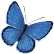 medium blue butterfly