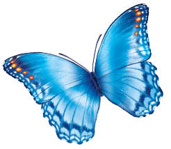 large light blue butterfly